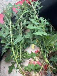 Attēlu rezultāti vaicājumam “Lactuca serriola”