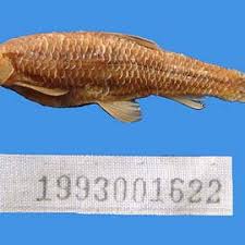 Image result for Cyprinus megalophthalmus