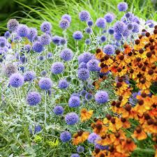 Image result for Blaudistel