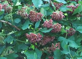 Attēlu rezultāti vaicājumam “Physocarpus opulifolius”