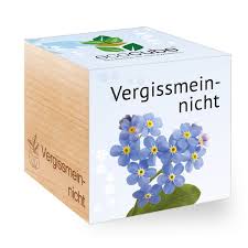 Image result for Vergissmeinnicht