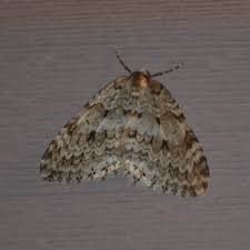 Attēlu rezultāti vaicājumam “Epirrita sp.”