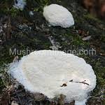 Attēlu rezultāti vaicājumam “Fuligo septica var. candida plasmodium”