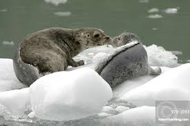Image result for Phoca vitulina