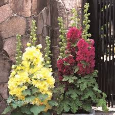 Image result for Alcea rosea `Appleblossom`