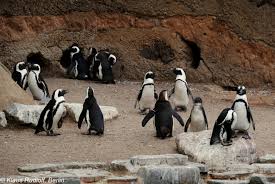 Image result for Spheniscus demersus