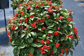 Image result for Impatiens walleriana