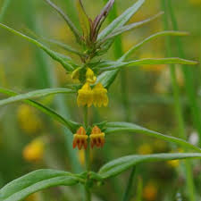 Attēlu rezultāti vaicājumam “Melampyrum cristatum flower”