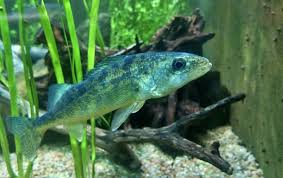 Image result for Sander vitreus