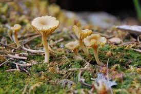 Attēlu rezultāti vaicājumam “Lichenomphalia umbellifera”