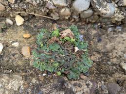 Attēlu rezultāti vaicājumam “Pohlia nutans sporophyte”