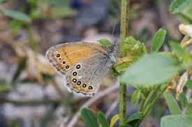 Attēlu rezultāti vaicājumam “Coenonympha hero underside”