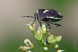 Attēlu rezultāti vaicājumam “Eurydema oleracea imago”