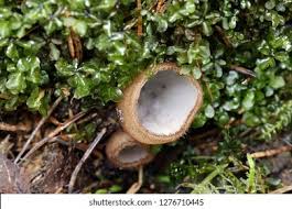 Attēlu rezultāti vaicājumam “Humaria hemisphaerica”