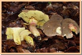 Attēlu rezultāti vaicājumam “Xerocomus pruinatus”