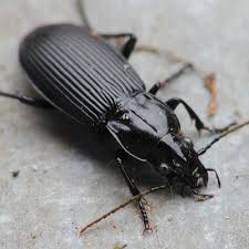 Attēlu rezultāti vaicājumam “Pterostichus niger”