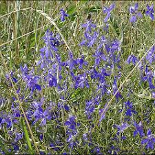 Attēlu rezultāti vaicājumam “Consolida regalis bud”