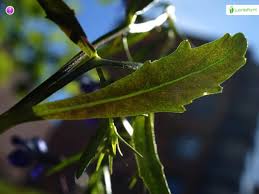 Attēlu rezultāti vaicājumam “Lobelia dortmanna leaf”
