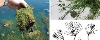 Attēlu rezultāti vaicājumam “Chara intermedia”