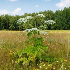 Attēlu rezultāti vaicājumam “Heracleum sphondylium subsp. sibiricum fruit”