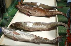 Image result for Argyrosomus regius