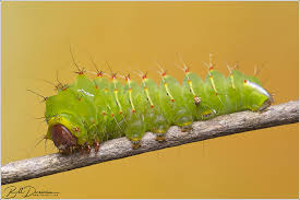Attēlu rezultāti vaicājumam “Saturniidae”