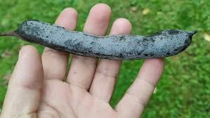 Attēlu rezultāti vaicājumam “Gleditsia triacanthos fruit”