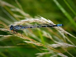 Attēlu rezultāti vaicājumam “Enallagma cyathigerum”