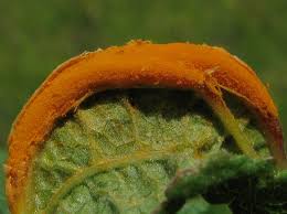 Attēlu rezultāti vaicājumam “Triphragmium ulmariae”