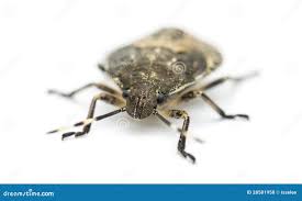 Attēlu rezultāti vaicājumam “Troilus luridus”