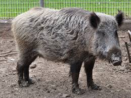 Attēlu rezultāti vaicājumam “Sus scrofa”