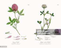 Attēlu rezultāti vaicājumam “Trifolium medium”