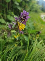 Attēlu rezultāti vaicājumam “Melampyrum nemorosum”