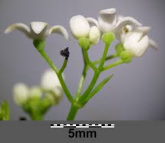 Attēlu rezultāti vaicājumam “Galium elongatum flower”
