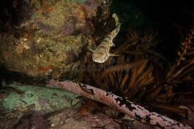 Image result for Haploblepharus pictus