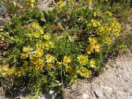 Attēlu rezultāti vaicājumam “Saxifragaceae”