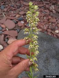 Attēlu rezultāti vaicājumam “Epipactis helleborine fruit”