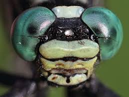 Attēlu rezultāti vaicājumam “Gomphidae”