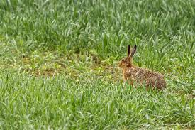 Attēlu rezultāti vaicājumam “Lepus europaeus”