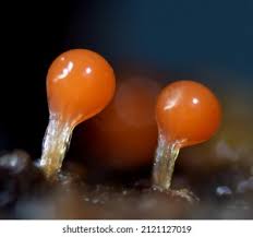 Attēlu rezultāti vaicājumam “Hemitrichia decipiens stalked”