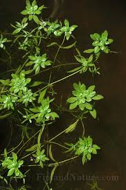 Attēlu rezultāti vaicājumam “Callitrichaceae”