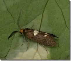 Attēlu rezultāti vaicājumam “Incurvariidae”