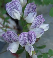 Attēlu rezultāti vaicājumam “Vicia sylvatica flower”