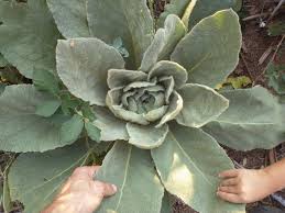 Attēlu rezultāti vaicājumam “Verbascum thapsus fruit”