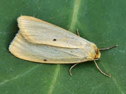 Attēlu rezultāti vaicājumam “Cybosia mesomella”