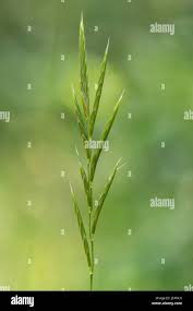 Attēlu rezultāti vaicājumam “Brachypodium sylvaticum”