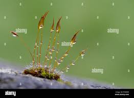 Attēlu rezultāti vaicājumam “Tortula muralis”