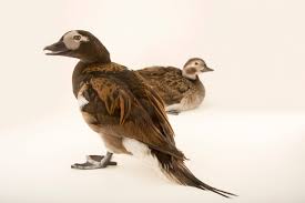 Attēlu rezultāti vaicājumam “Clangula hyemalis male”