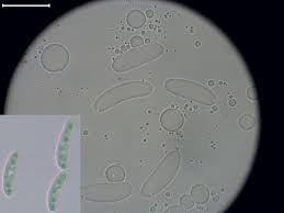 Attēlu rezultāti vaicājumam “Propolis farinosa”