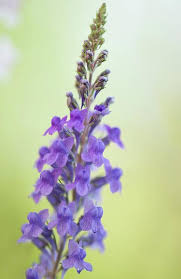 Image result for Linaria purpurea